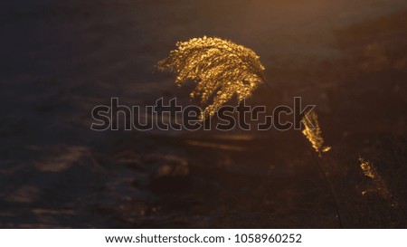 Golden reeds at sunset