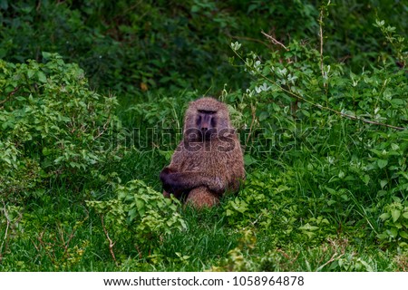 Olive Baboon sitting amongst leafy vegetation in the evergreen forest, Aberdare National Park in the highlands of Kenya. In the centre of the image, he has arms crossed and is looking straight ahead.