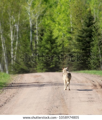 Lone gray wolf, pictured from the back, walking down a country, gravel road