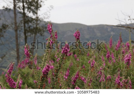 Picture of pink flowers, taken in Spain