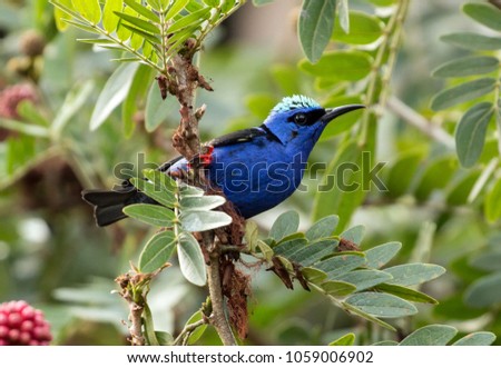 Closeup of beautiful blue and black songbird with red legs and turquoise head,Red-legged Honeycreeper perching on a acacia tree in Panama.The scientific name of this bird is Cyanerpes cyaneus.