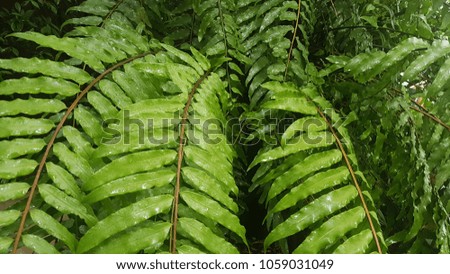 Greenery fern leaves background after rain in tropical garden.