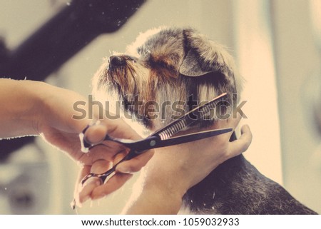 Toned picture. process of final shearing of a dog's hair with scissors. muzzle of a dog view