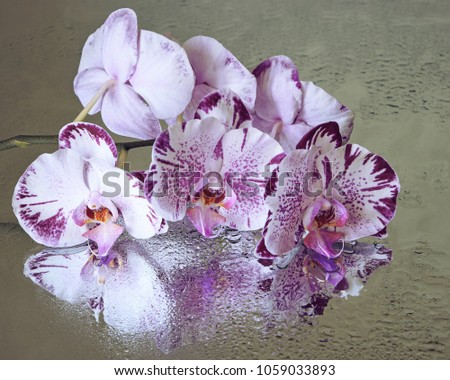 Flowering branch of an orchid closeup
