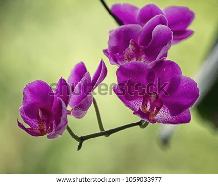 Flowering branch of an orchid closeup