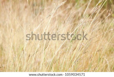 field grass flower and sunset blurred background.