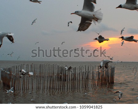 Seagulls are flying above the sea at bangpoo thailand