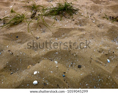 Nature sand with details of grass and shell, image picture