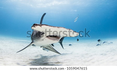Great Hammerhead Shark in bimini on sandy bottom with mouth open Royalty-Free Stock Photo #1059047615
