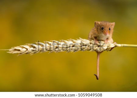 A Harvest Mouse Royalty-Free Stock Photo #1059049508