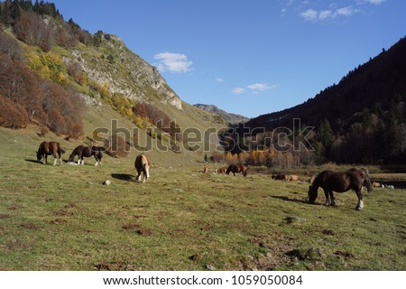 Wild horses at Saut deth Pish, Viella, Catalonia, Spain