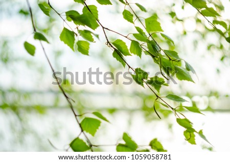 Springtime birch leaves in the wind on a white background