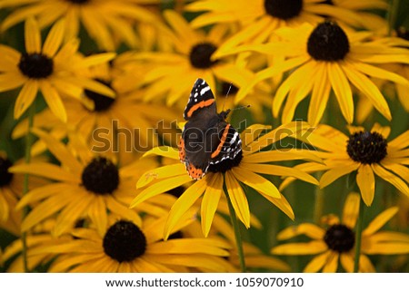 Red admiral butterfly on flowers