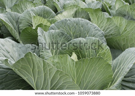 cabbage on field