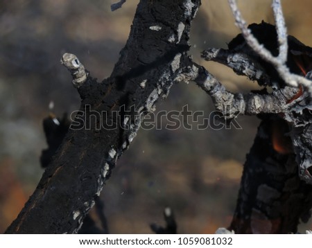 Closeup black charcoal. A huge bunch of branches. Macro photography of firewood and hot, flaming coal. Forest Fire