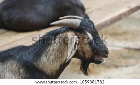 The closed up picture is a beautiful black baby goat in the picture zoo. The picture concepts are wildlife protection, photography, natural, animal.
