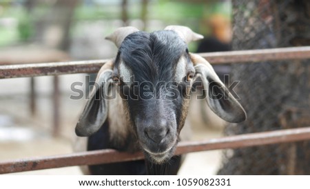 The closed up picture is a beautiful black baby goat in the picture zoo. The picture concepts are wildlife protection, photography, natural, animal.