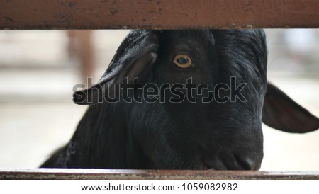 The closed up picture is a beautiful black baby goat in the picture zoo. The picture concepts are wildlife protection, photography, natural, animal, shy.