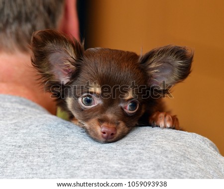 Baby Brown Long-haired Chihuahua being cuddled