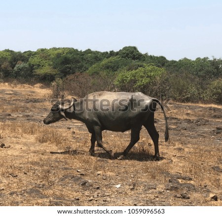 Indian black buffalo