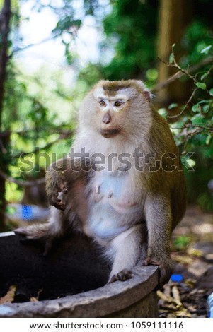 Mom macaca monkey at the waterhole