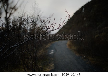 A branch at a path in Iceland