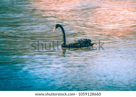 Black swan on the Yarra river in Melbourne, Australia in the evening sunlight.
