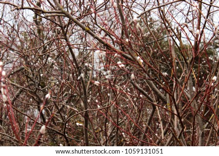Abstract background with nature landscape full of red branches with first white pussy willow flowers. Very bright natural composition, red, sky blue and soft white colors. Concept for spring cards