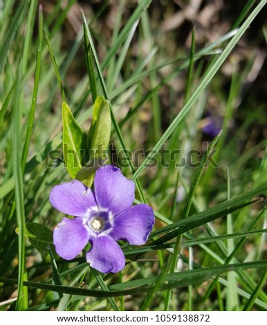
purple flower in a meadow