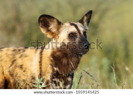 The African wild dog (Lycaon pictus), also known as African hunting or  African painted dog, painted hunting dog or painted wolf, portrait of the adult.