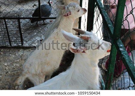 farm, feeding white goats with green grass