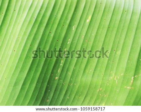 closeup of green banane palm leaf texture background