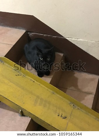 Black cat on stairs