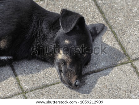 Black sleeping dog on  concrete surface on a sunny day.