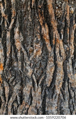 close-up of old oak bark. a combination of two colors: brown and gray