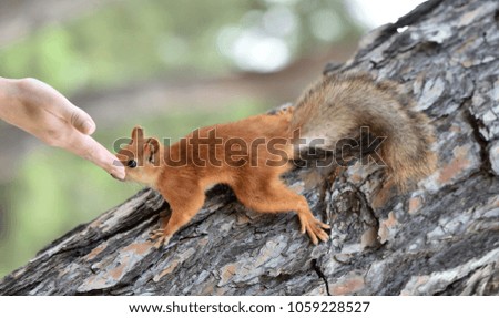 A very cute red squirrel reaches for the human hand for food