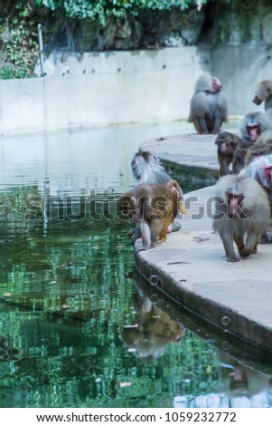 A large group of baboons monkeys feeding in Cologne
