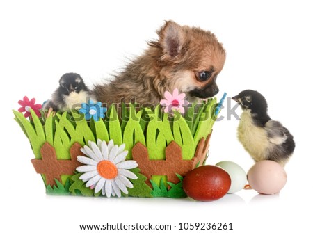 puppy chihuahua and chicks in front of white background