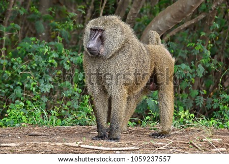 Monkey in a bush. Baboon. African wildlife. Close up. Amazing image of a wild animal in natural environment. Awesome portrait of olive baboon. 