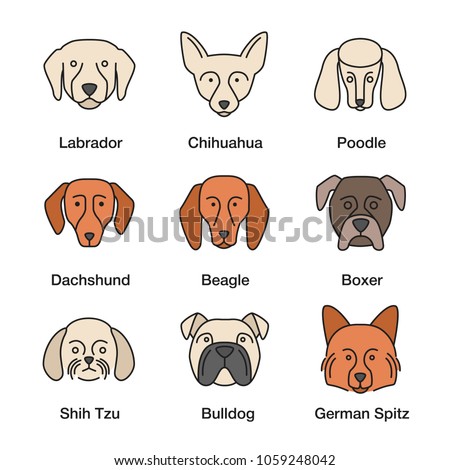 Dogs breeds color icons set. Chihuahua, poodle, beagle, boxer, German Spitz, English Bulldog, dachshund, Labrador Retriever, Shih Tzu. Isolated vector illustrations