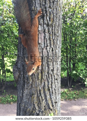 Cute funny squirrel on the tree