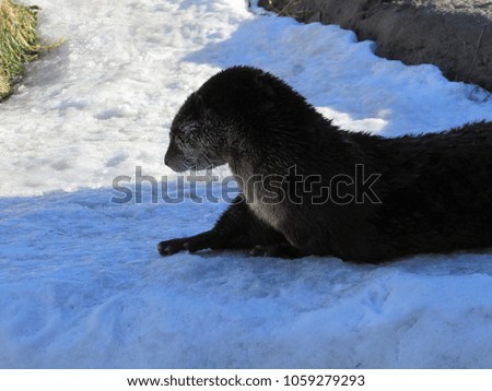 otters in winter