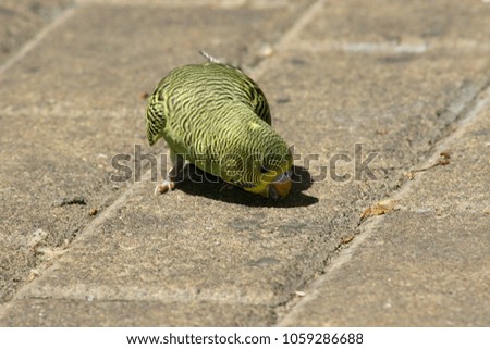 A wavy parrot eating food on the sidewalk