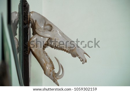 boar skull with large tusks used as souvenir picture artistic