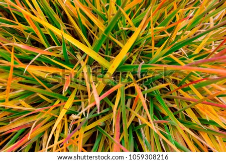 Poisoned distressed tall grass turning various shades of yellow, orange, red, and green while falling