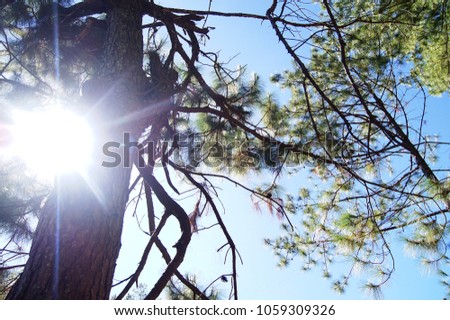 Rising Sun above a silhouette tree
