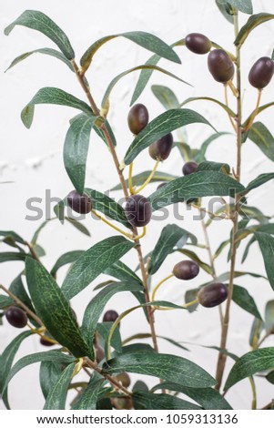 Olive leaves and olive berries