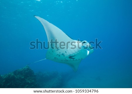 Underwater below a graceful swimming Manta Ray in clear blue Hawaii tropical water