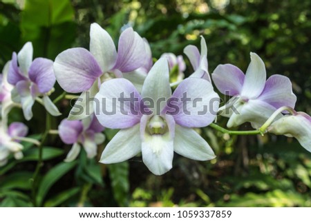 Dendrobium is a huge genus of orchids. There are in south, east and southeast Asia. Named from the Greek dendron mean tree and bios mean life all meaning one who lives on trees or epiphyte.