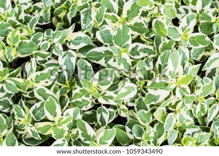 Green leaves with colorful edges to make a background image.
